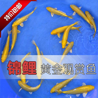 纯种日本黄金锦鲤后代鱼苗 观赏鱼冷水鱼锦鲤活体。3条起全国包邮
