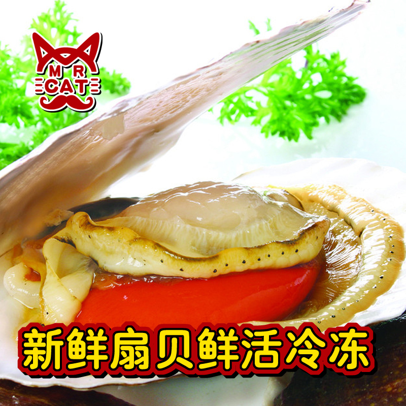特级獐子岛新鲜优质虾夷扇贝 半壳冷冻贝壳肉1000g  铁板烧批发