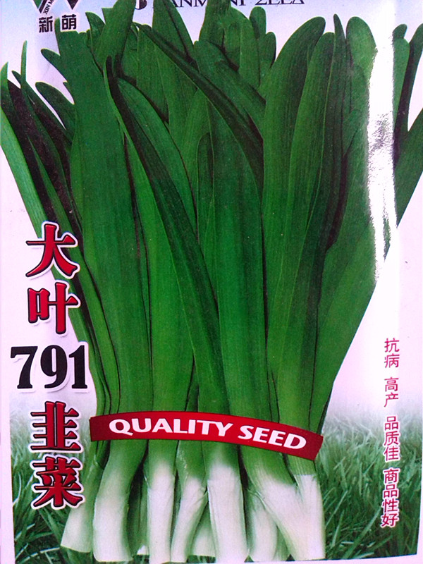 791大叶韭菜种子 阳台盆栽蔬菜四季可播 割了一茬又一茬 原装10克