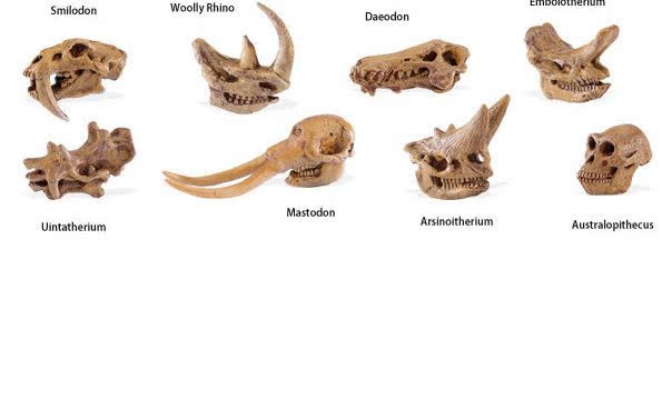 Safari动物模型 正品包邮 史前哺乳动物头骨无毒无味摆设收藏认知
