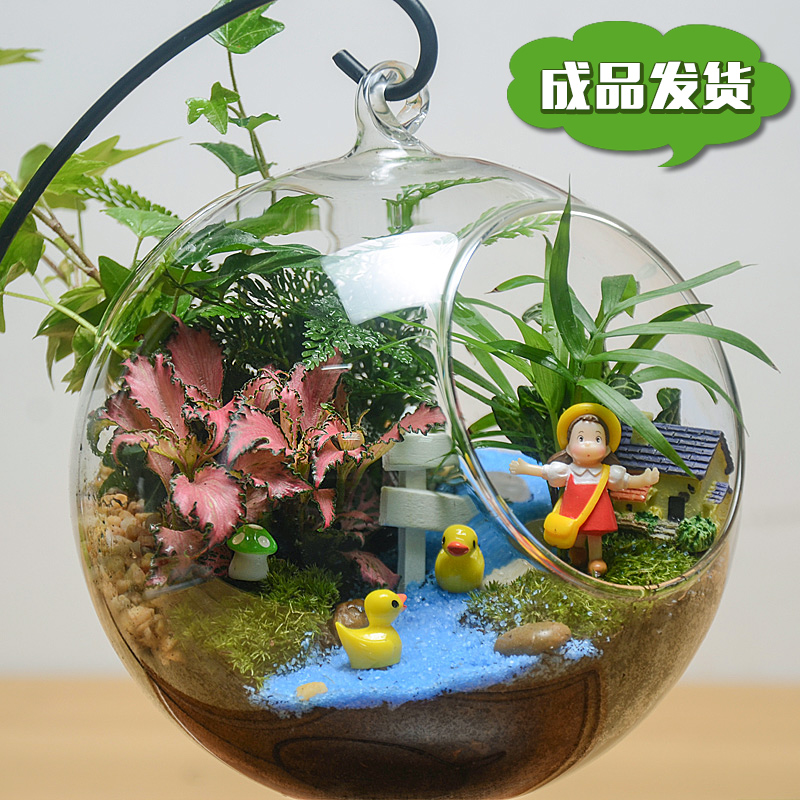 自然动力创意苔藓微景观生态瓶玻璃吊球绿植送男生女朋友生日礼物