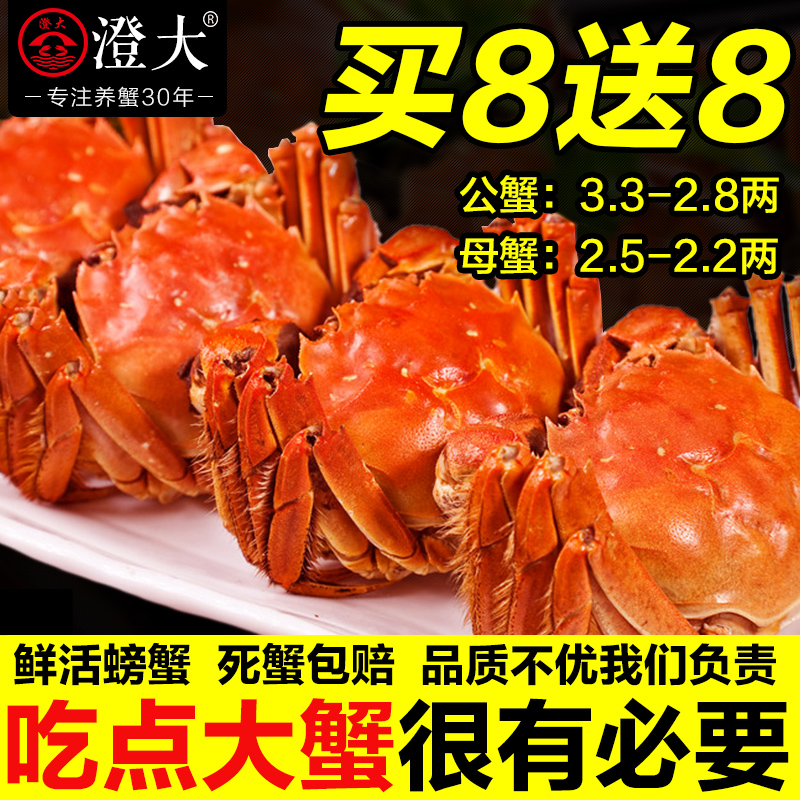 现货澄大大闸蟹 六月黄 鲜活螃蟹 母2.5-2.2两 公3.3-2.8两礼盒装