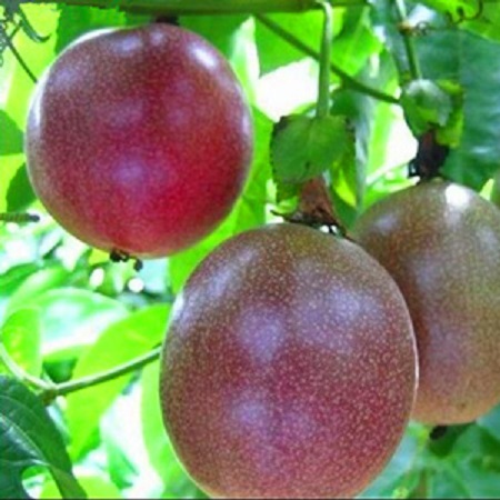 新鲜水果百香果越南西番莲鸡蛋果3斤中果红果果园精选包邮20个左