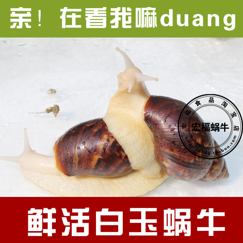 鲜活白玉蜗牛 活体大蜗牛 10只 生猛生鲜 宠物蜗牛 产地直供