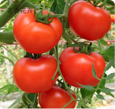 促销蔬菜种子大番茄阳台盆栽果蔬庭院种植菜籽西红柿种子