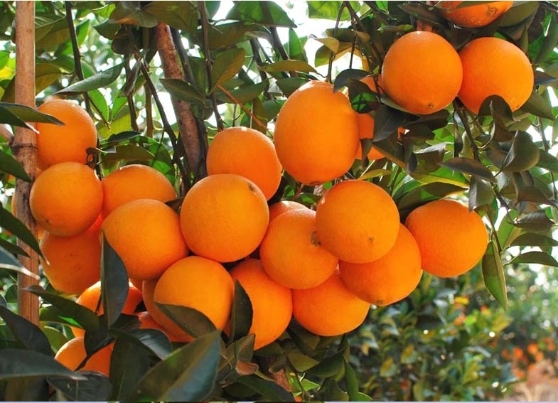 江西赣南脐橙精品果5斤试吃江西橙信丰安远脐橙新鲜孕妇水果橙子