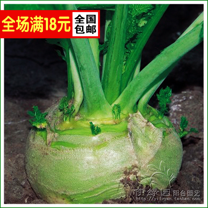 芥菜疙瘩种子 家庭装阳台种菜籽 蔬菜蔬果植物种籽