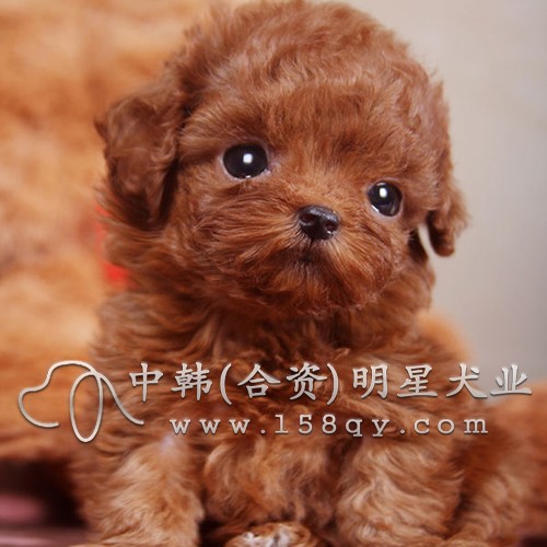 韩国进口顶级茶杯泰迪犬 纯种健康 最小的泰迪犬