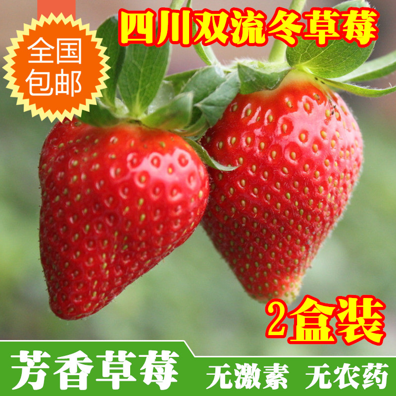 【农家有机种植】四川双流冬草莓芳香奶油草莓新鲜水果 700g顺丰