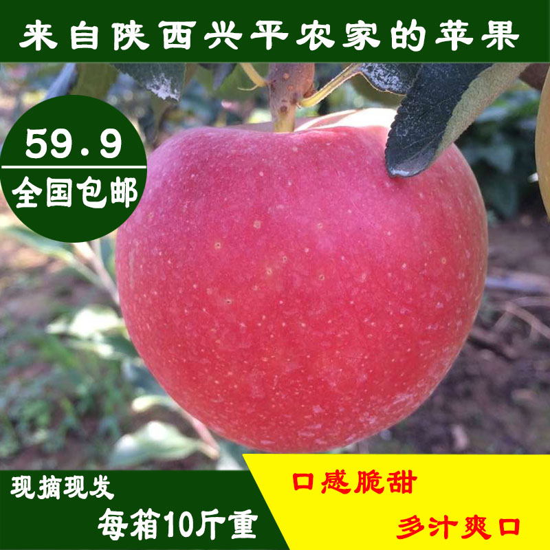 【亏本冲量】陕西兴平特产 嘎啦苹果新鲜水果非烟台红富士青苹果