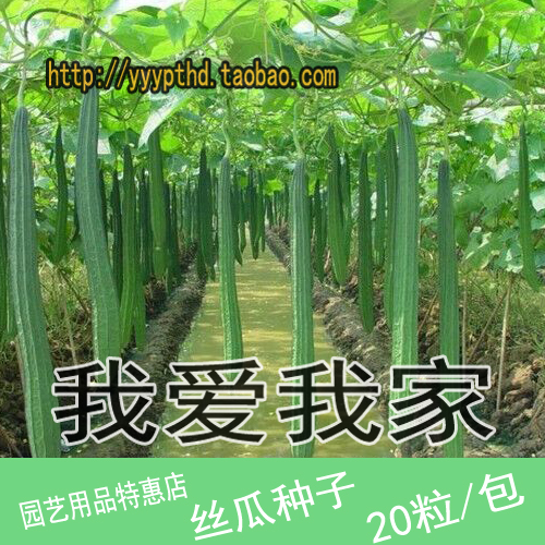 16/蔬菜种子 阳台盆栽 夏季 香丝瓜种子 家种 庭院搭架