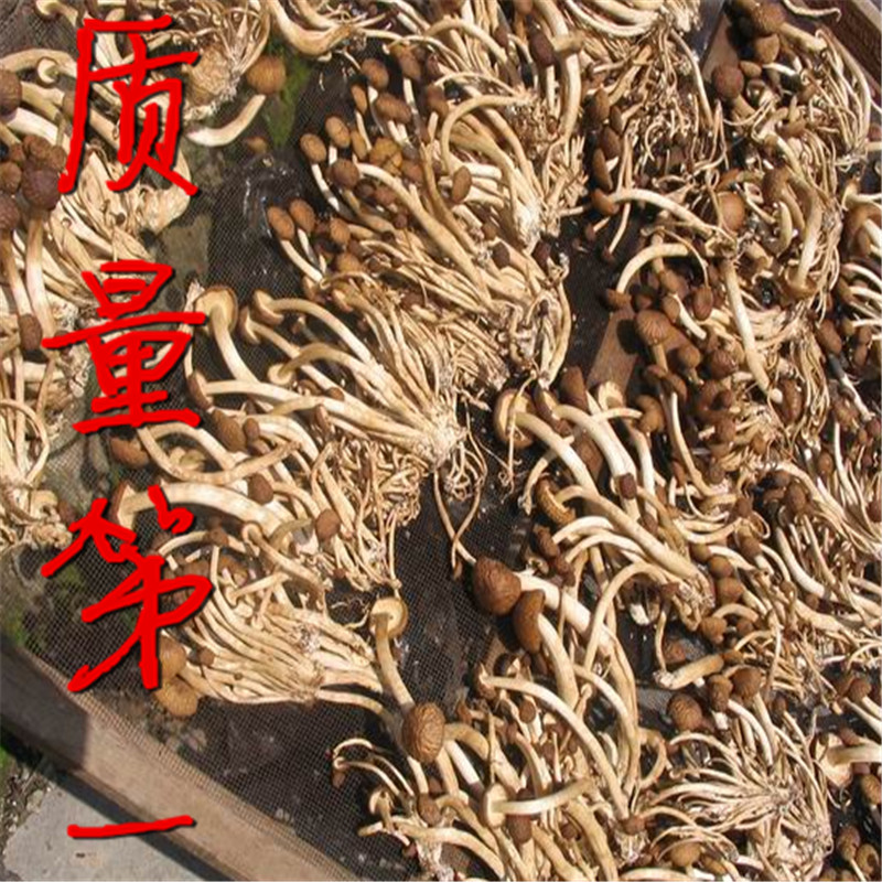茶树菇干货农家自产特级茶薪菇500g茶树菇批发