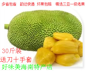 海南特产三亚新鲜菠萝蜜海南菠萝蜜一号水果木菠萝蜜30斤特价包邮