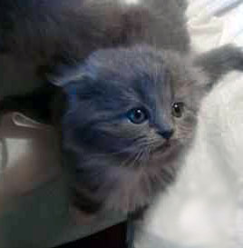宠物猫纯种高地蓝猫折耳猫英国长毛猫幼猫弟弟活体蓝色（有主人）