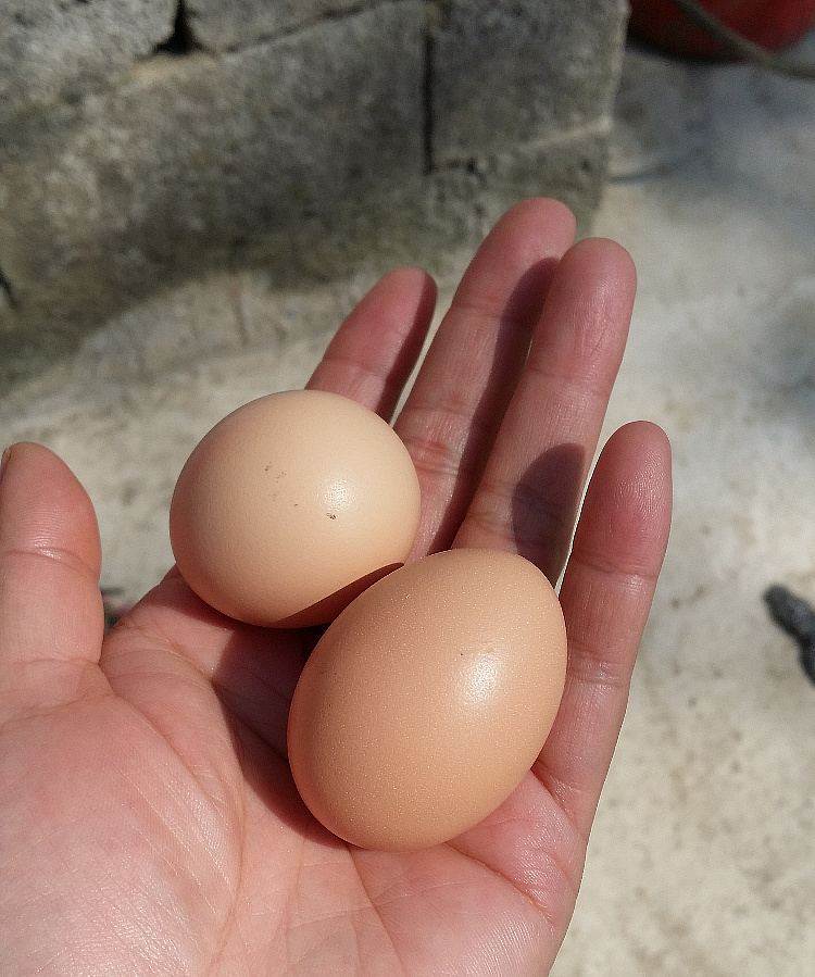 九姑牧歌农家散养开窝蛋自种粮食喂养正宗绿色新鲜初产蛋初生蛋