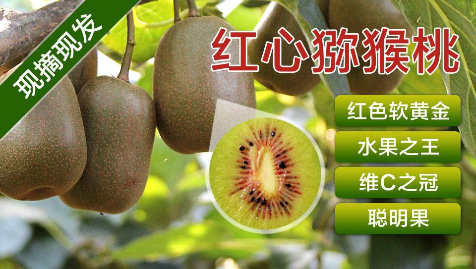 红心猕猴桃有机红阳 四川蒲江特产 生态天然奇异果 5斤包邮