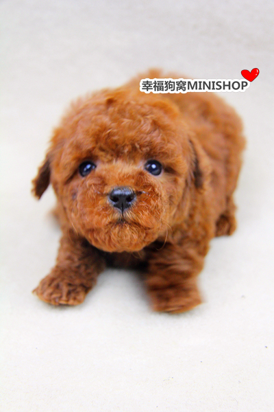 幸福狗窝MINISHOP出品：红色泰迪熊玩具贵宾犬