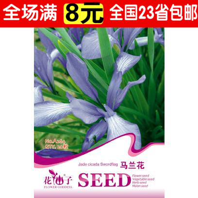 马兰花种子 蓝色马蔺蝴蝶兰花植物盆栽易种四季播多年生