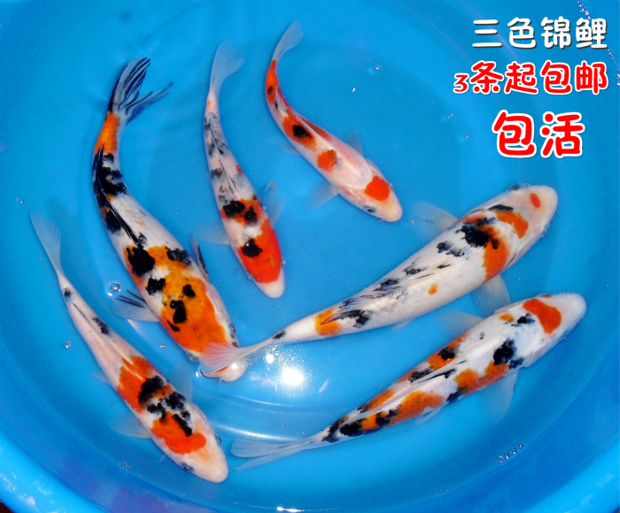 纯种日本大正三色锦鲤活体 观赏鱼锦鲤活体风水鱼.3条起全国包邮