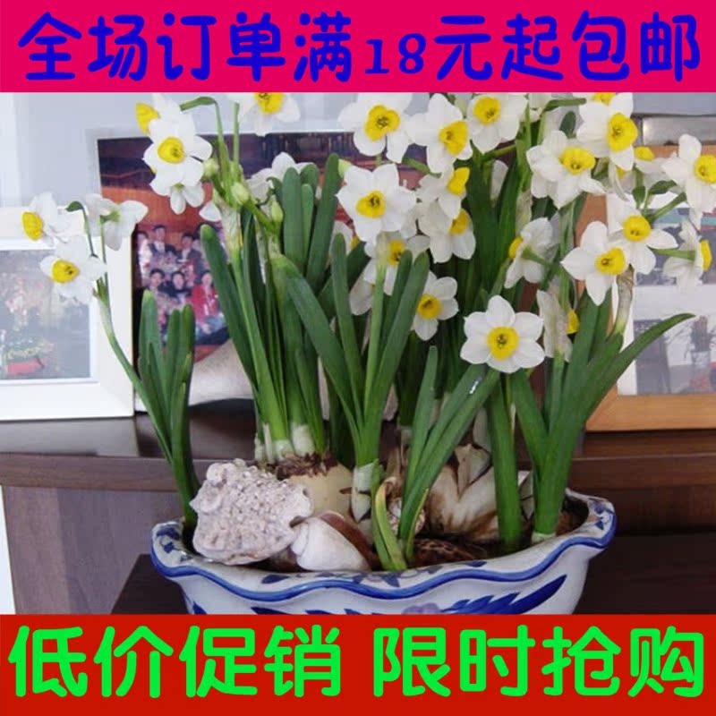 漳州水仙花种球 盆栽球根花卉 水培植物 水仙花种球 当年开花
