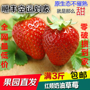 新鲜水果 孕妇有机新鲜草莓 1500g 特大红颜奶油草莓礼盒装顺丰