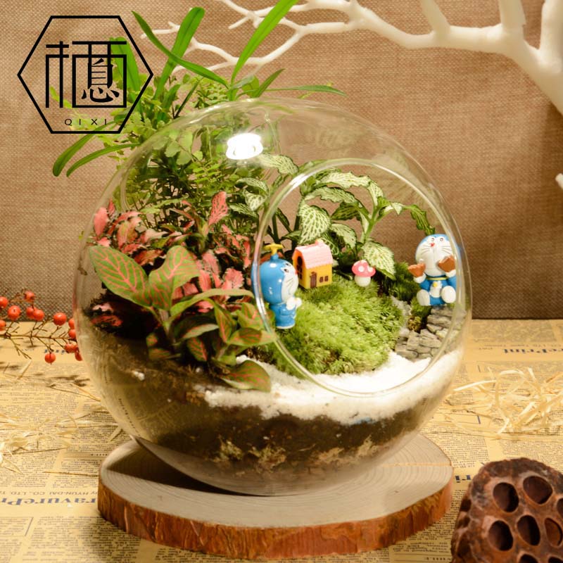 年货节新年礼物微景观圆形diy苔藓生态瓶创意生日礼品植物组合