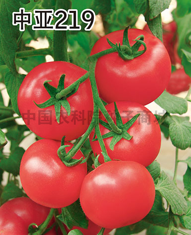 219粉果番茄种子抗灰霉病进口蔬菜种子大棚露地四季种植优选种子