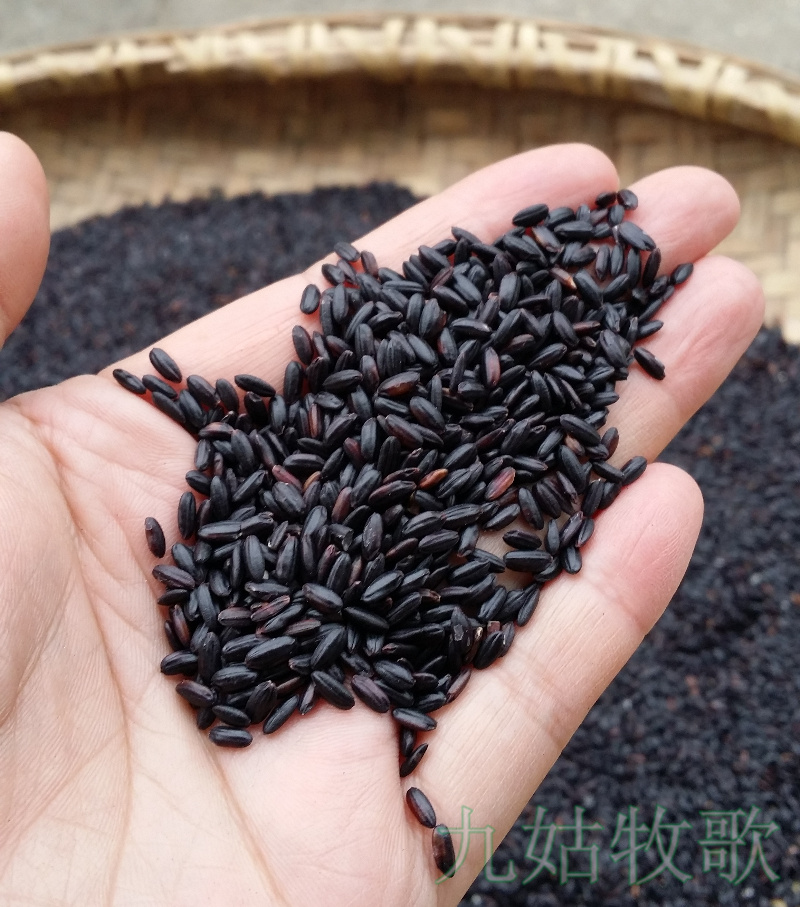 九姑牧歌自家种植农家黑米黑大米黑香米纯天然有机五谷杂粮500g