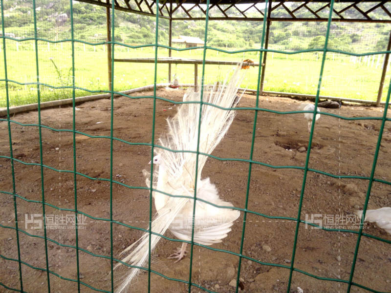 恒胜 优质荷兰网养殖散养鸡铁丝网围栏防护网散养鸡围栏网护栏网