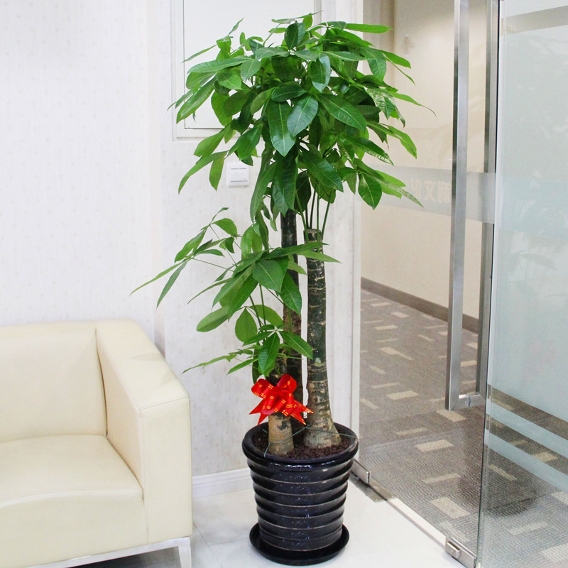 发财树盆栽 大型绿植花卉 开业乔迁绿色植物客厅办公室内北京包邮