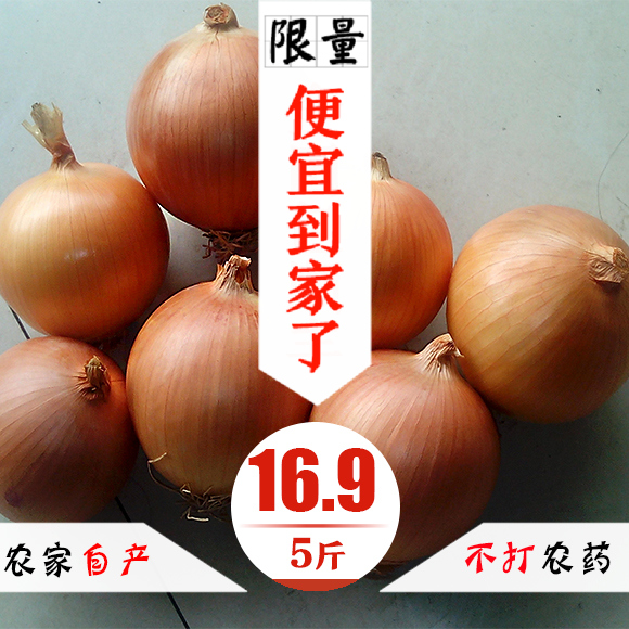 2016年新鲜山东特产黄洋葱 大圆葱红葱头白葱头5斤包邮有机蔬菜