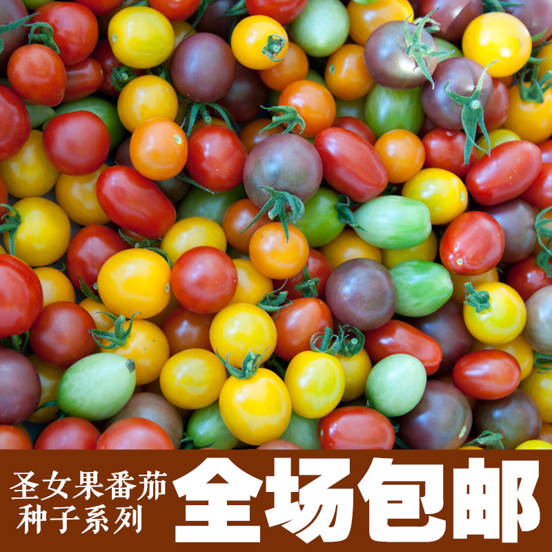 番茄种子 樱桃番茄 圣女果 蔬菜花种子盆栽套餐卉四季播易种包邮