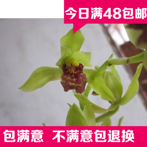 蕙兰 兰花 苗 特价促销超漂亮花奔盆栽植物蕙兰 瓣形花 仅7元/苗