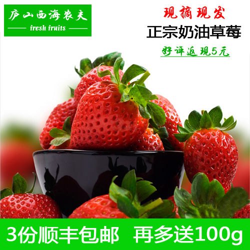300g新鲜奶油红颜有机草莓2斤顺丰包邮2015冬应季水果巧克力草莓
