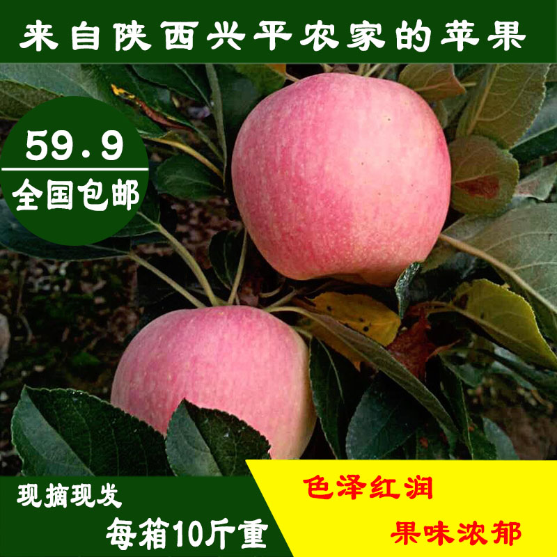 新鲜苹果水果陕西兴平自家果园自产直销套纸袋嘎啦苹果包邮批发