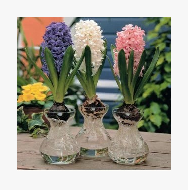 优质风信子花瓶绿萝专用杯水培瓶时尚透明玻璃花瓶花盆养花专业杯