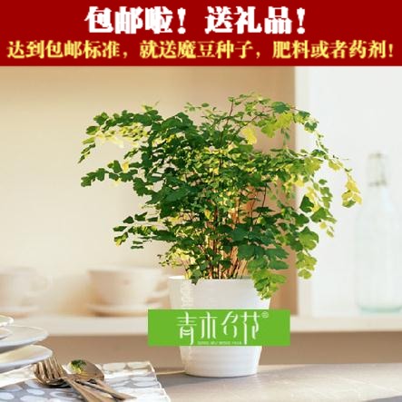 青木名花—出售高档绿色盆栽 铁线蕨 办公室家居净化空气好帮手