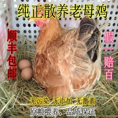 苏北草鸡农家土鸡 农家散养2年老母鸡 柴鸡 新鲜现杀孕妇最佳滋补