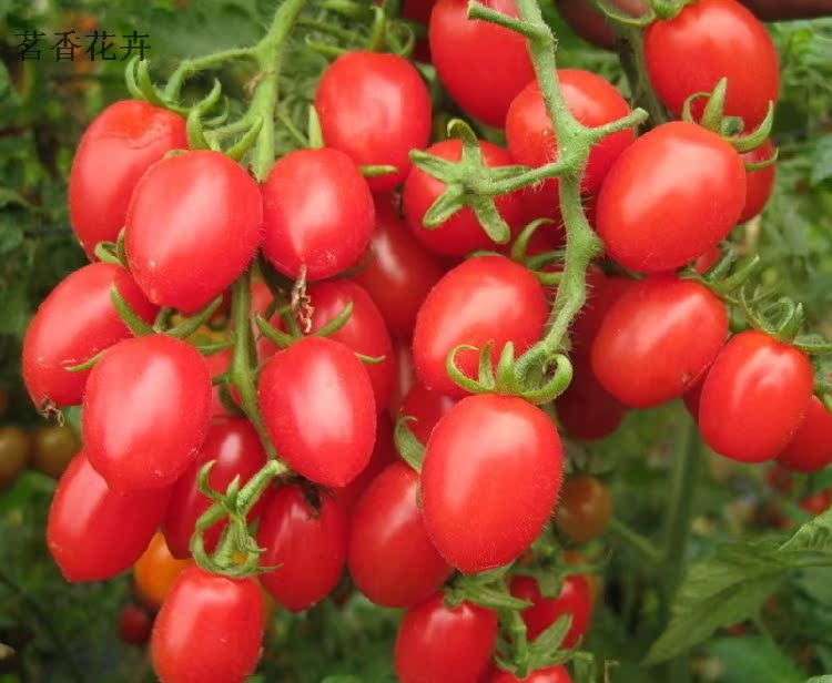 促销蔬菜种子珍珠小番茄籽红圣女果种子阳台盆栽瓜果樱桃西红柿籽