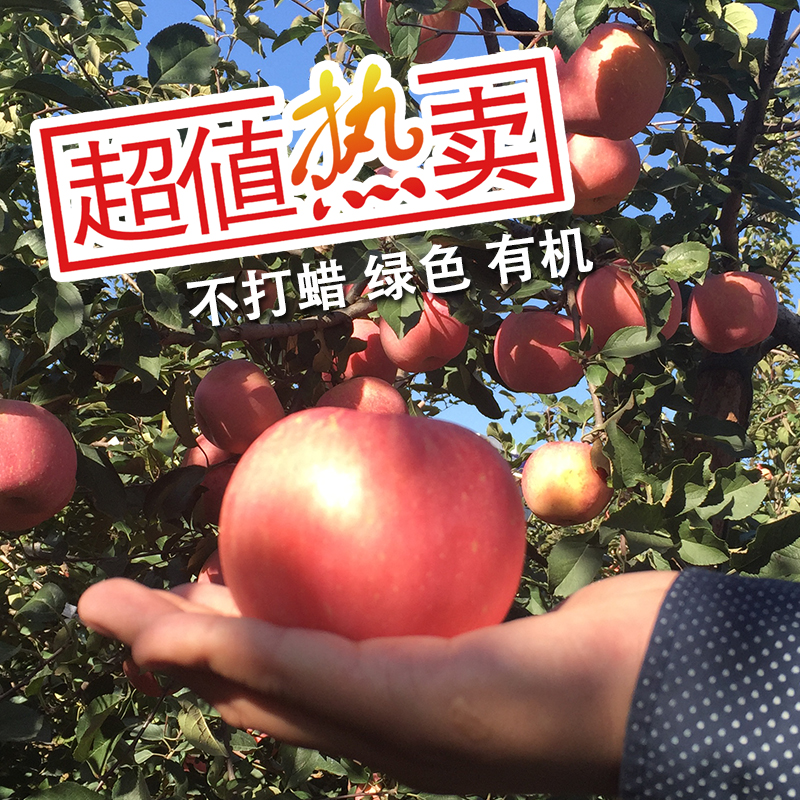 现摘现发山东烟台苹果水果新鲜栖霞红富士有机特产80#丑苹果
