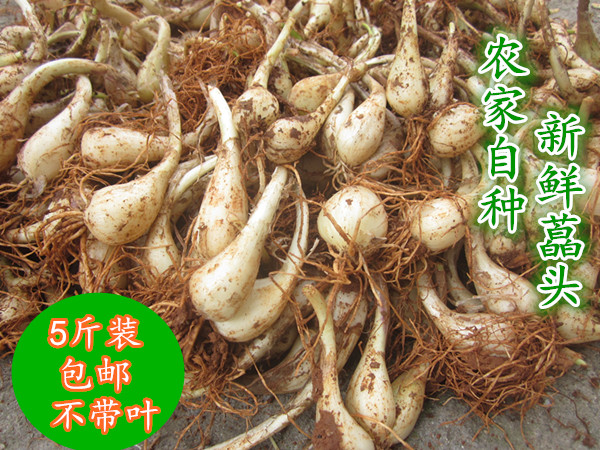 包邮江西新鲜藠头茭头农家自种有机蔬菜现挖现卖不带叶5斤