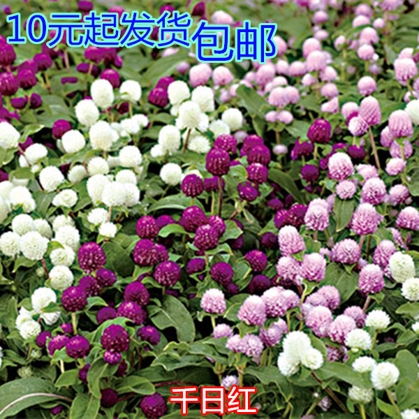 千日红种子千日粉白紫多色阳台庭院盆栽花卉花草种子易种原装30粒
