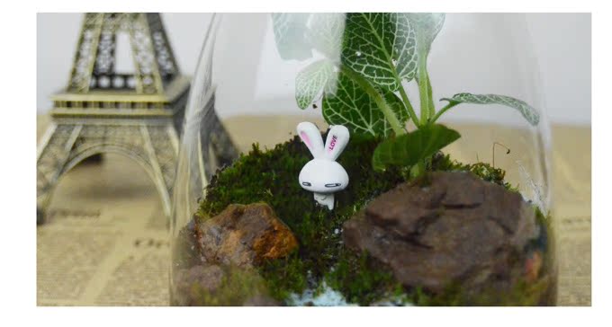 流氓兔净化空气生态瓶绿植盆栽 diy创意苔藓微景观多肉植物礼物
