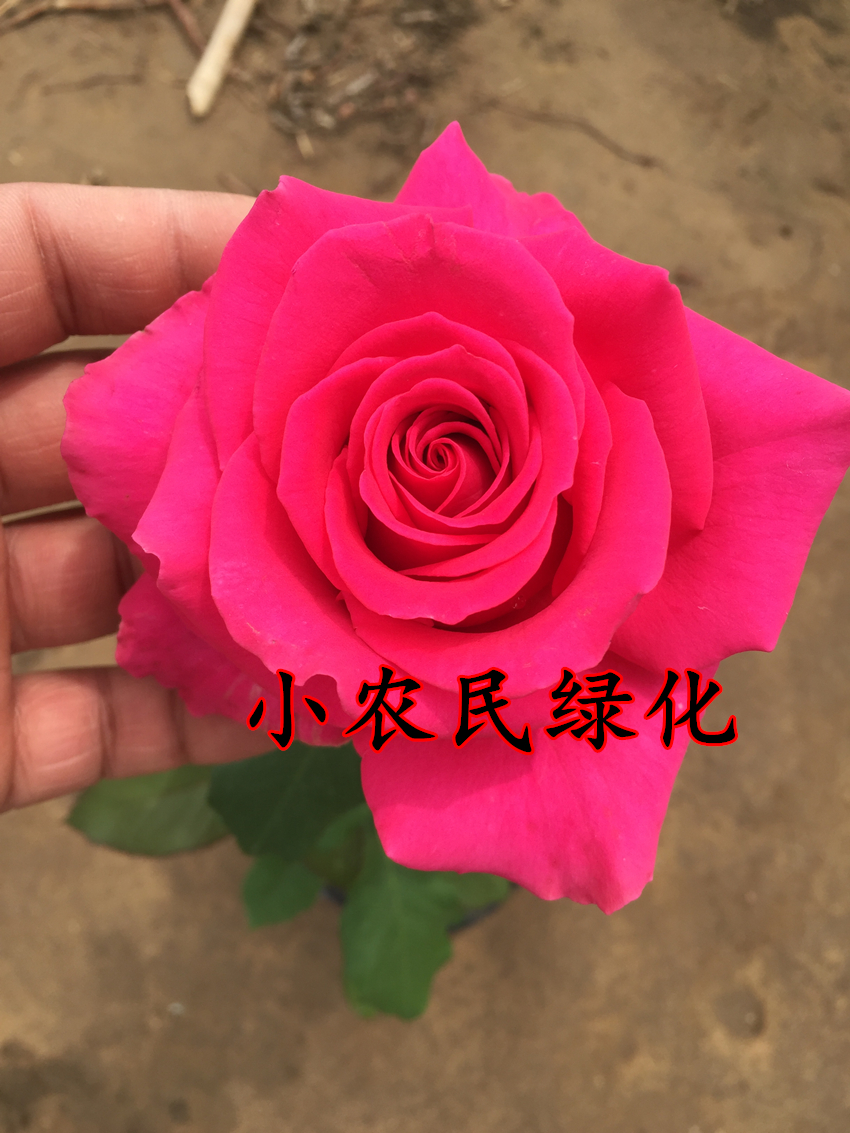 玫瑰花苗 红和平月季花苗 大花月季花苗阳台盆栽/地栽带花发货