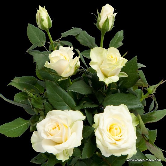 预售溪园月季玫瑰花苗盆栽 珍珠科德娜 微月 微型 切花 勤花