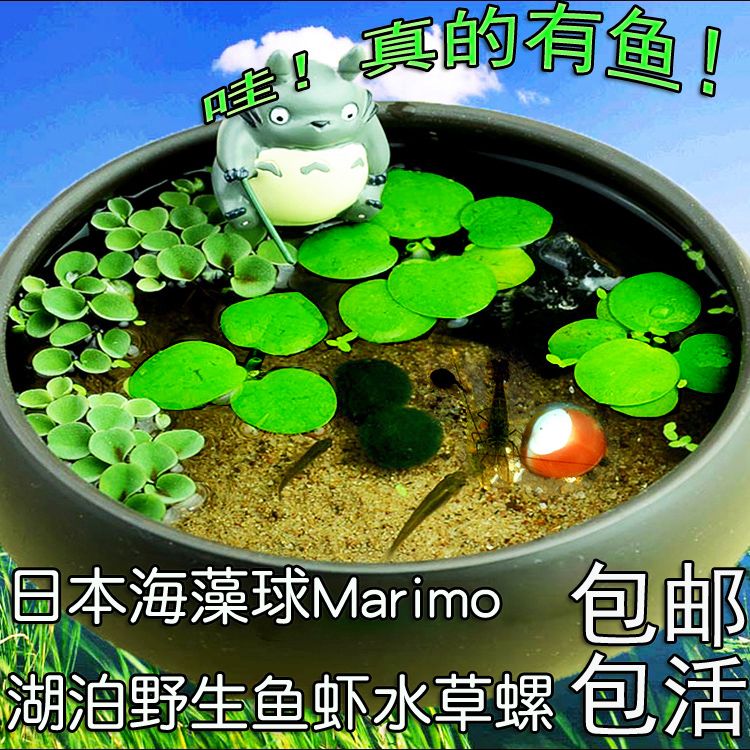 微景观海藻球marimo生态瓶小植物创意迷你盆栽微缩景观龙猫摆件