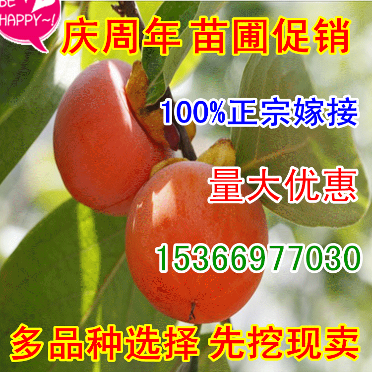 果树苗 柿子树苗 日本引进《红甜柿》味甜 果大 盆栽地栽果树