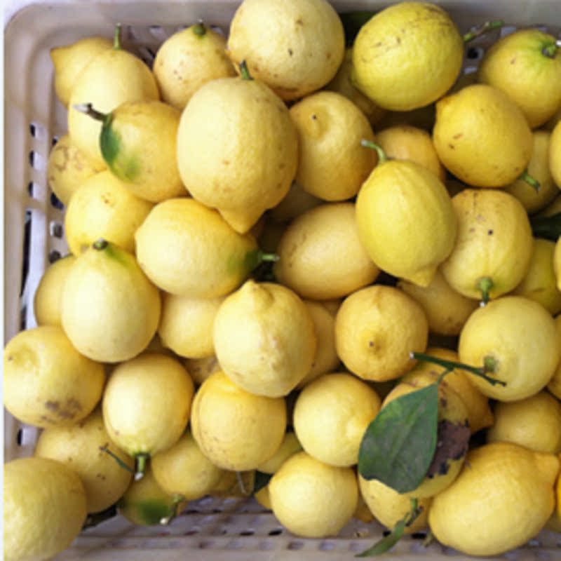 LTD 四川安岳柠檬丑果1斤约3-6个 6元运费不限 新鲜水果 损坏包赔