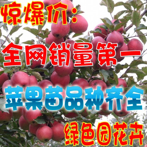 出售盆栽果树苗 红富士苹果树苗 红肉苹果树苗 果大 量大优惠