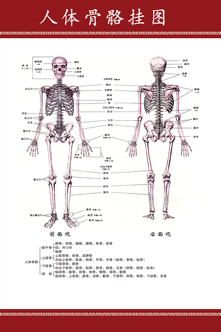 人体医学骨科知识宣传海报挂图 全身骨骼示意图医院科室挂画定制